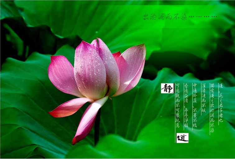 杂文《莲花与修行》
